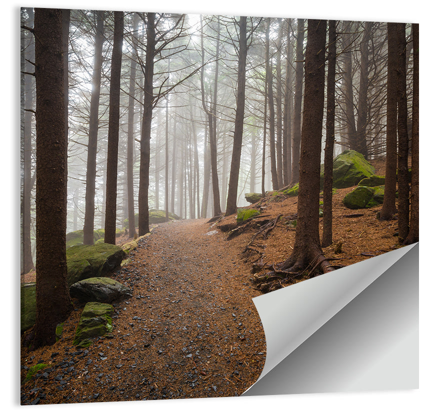 Misty Appalachian Trail Path Wall Art