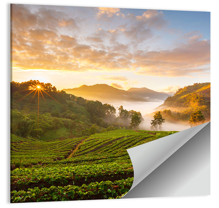 Strawberry Fields Sunrise Wall Art as a poster print