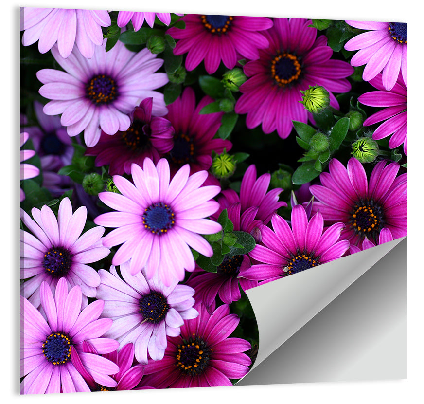 Pink and Purple Daisies Wall Art