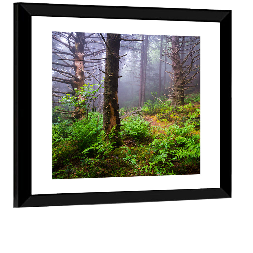 Misty Spruce-fir Trail Wall Art