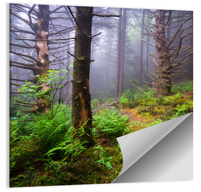 Misty Spruce-fir Trail Wall Art