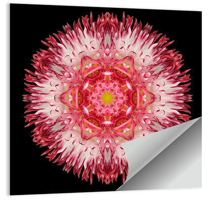 Magenta Chrysanthemum Star Mandala Wall Art