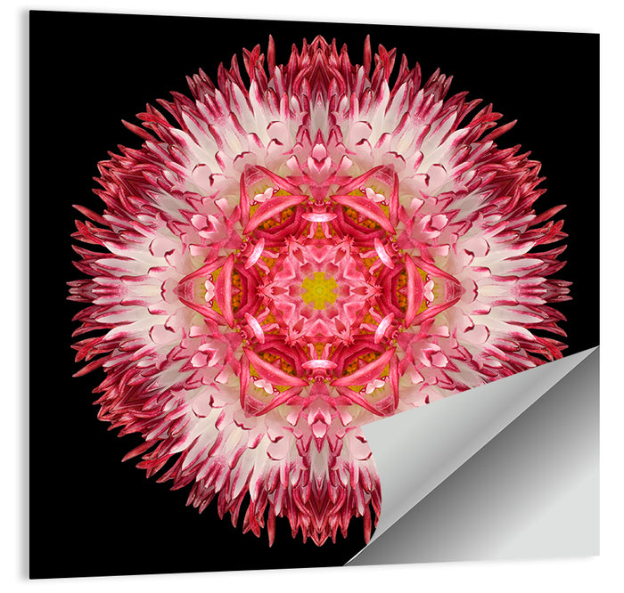 Magenta Chrysanthemum Star Mandala Wall Art as a poster print