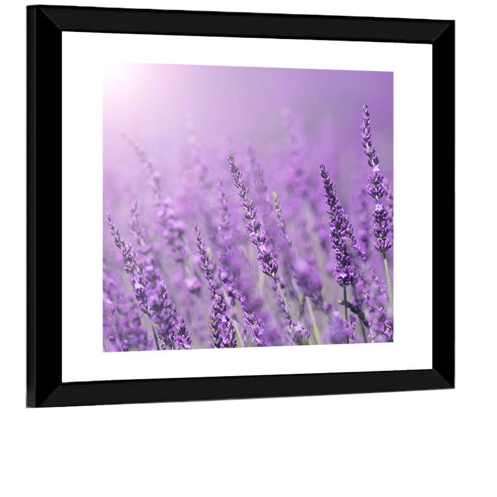 Sunlit Lavender Field Wall Art