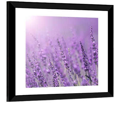 Sunlit Lavender Field Wall Art