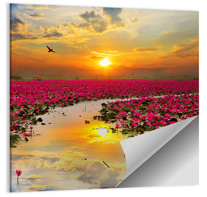 Golden Hour Lotus Field Wall Art