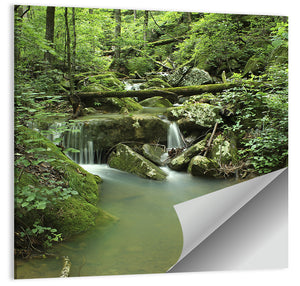 Arkansas Forest Stream Wall Art