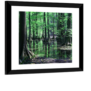 Congaree Swamp Columbia Wall Art