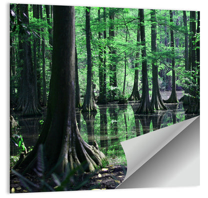 Congaree Swamp Reflection Wall Art