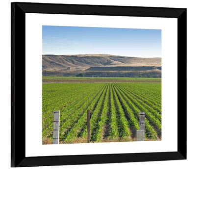 Idaho Corn Field Wall Art