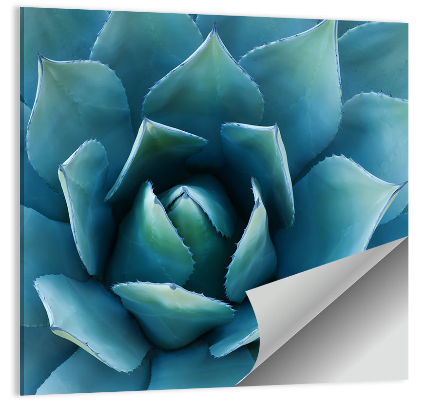 Spiral Agave Macro Wall Art
