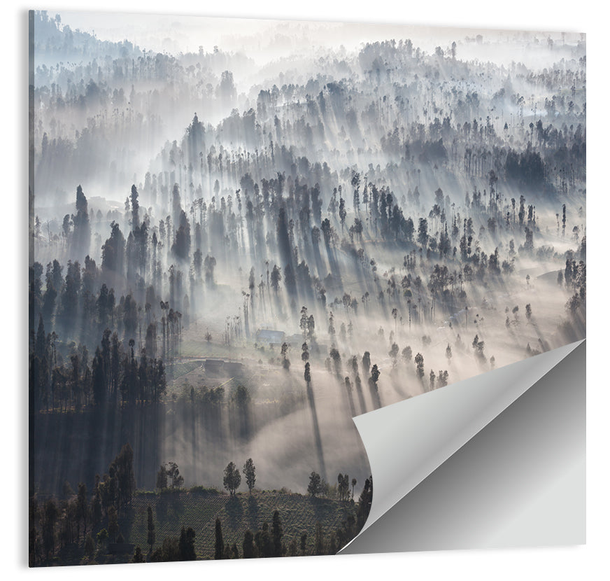 Misty Forest Sunrise Wall Art