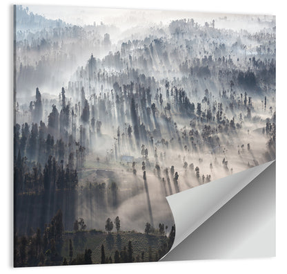 Misty Forest Sunrise Wall Art