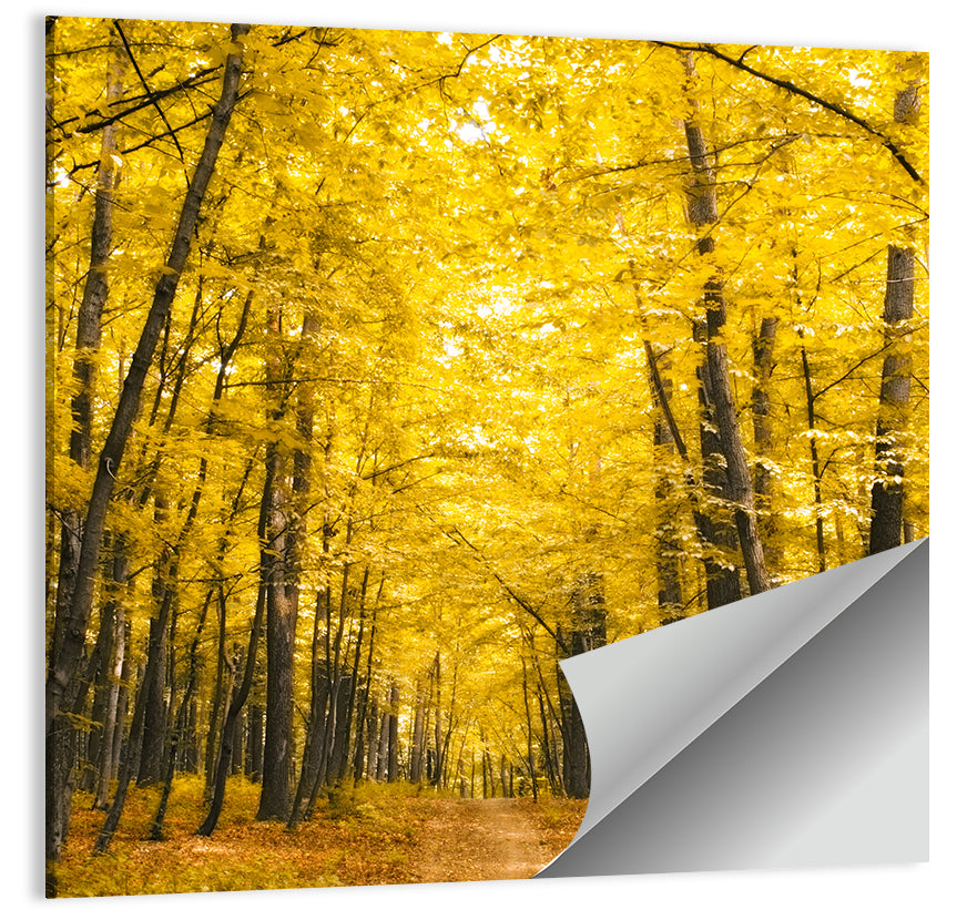 Yellow Autumn Forest Path Wall Art