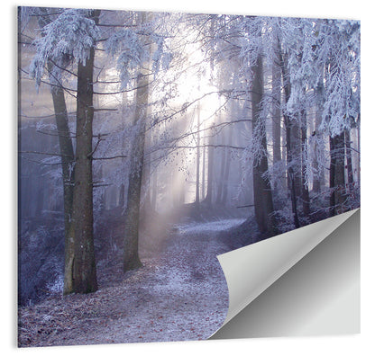 Frosted Forest Path at Dawn Wall Art