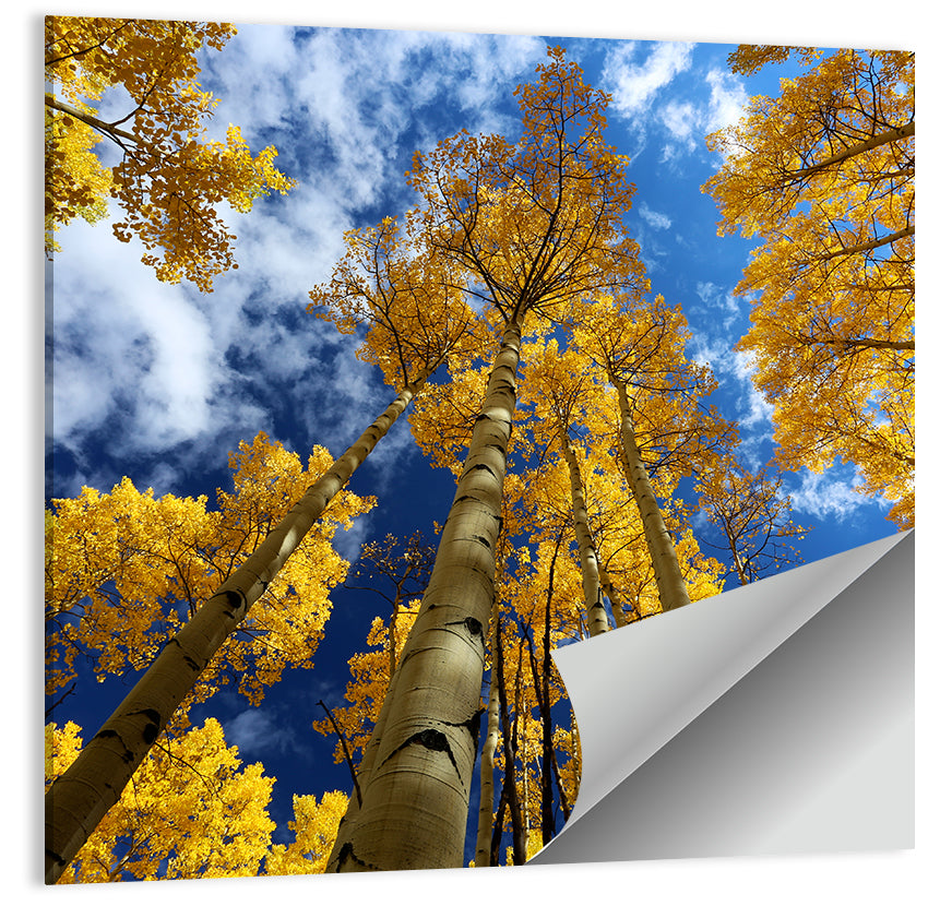Golden Aspen Canopy View Wall Art