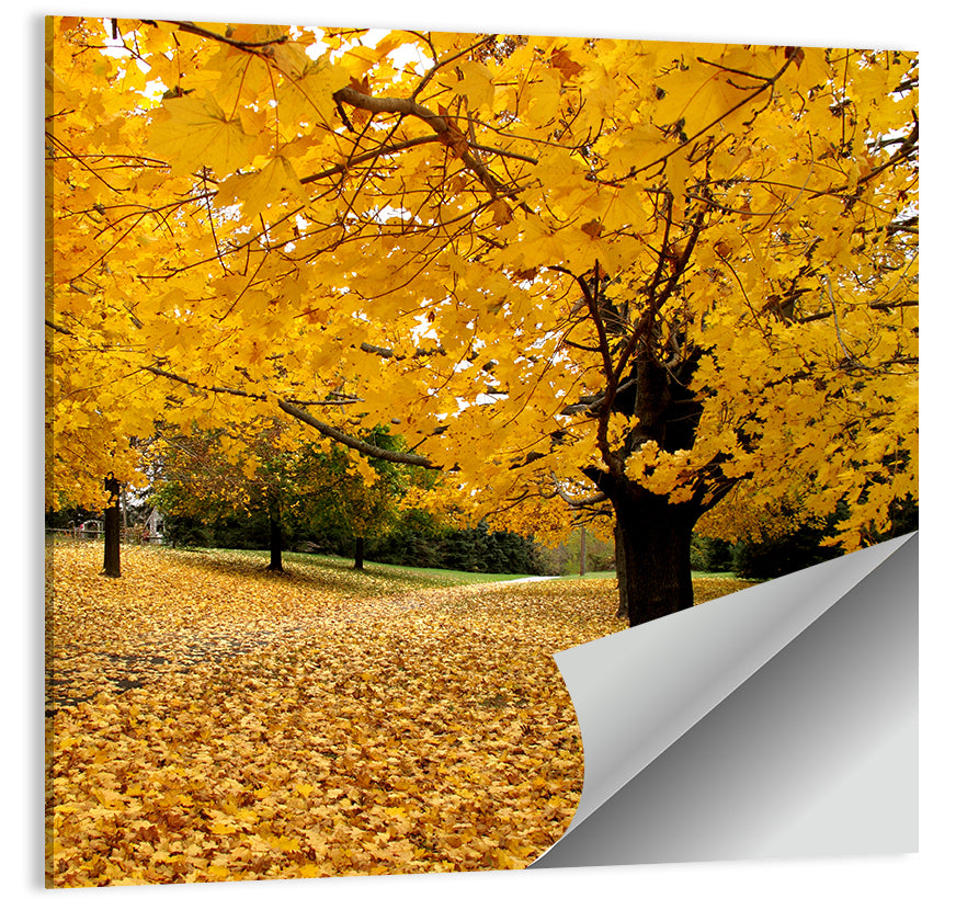 Baltimore Autumn Foliage Wall Art