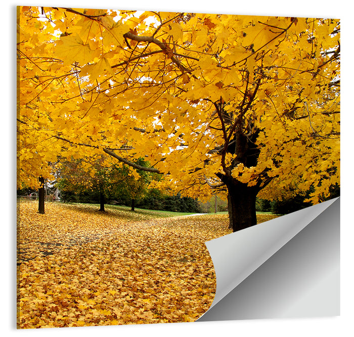 Baltimore Autumn Foliage Wall Art as a poster print