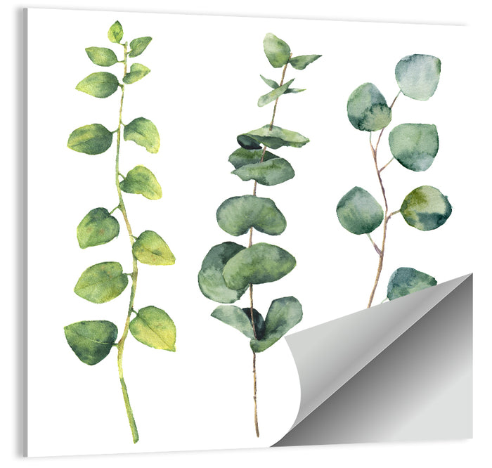 Watercolor Eucalyptus Stems Wall Art as a poster print