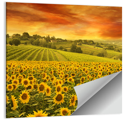 Sunflower Field at Golden Hour Wall Art