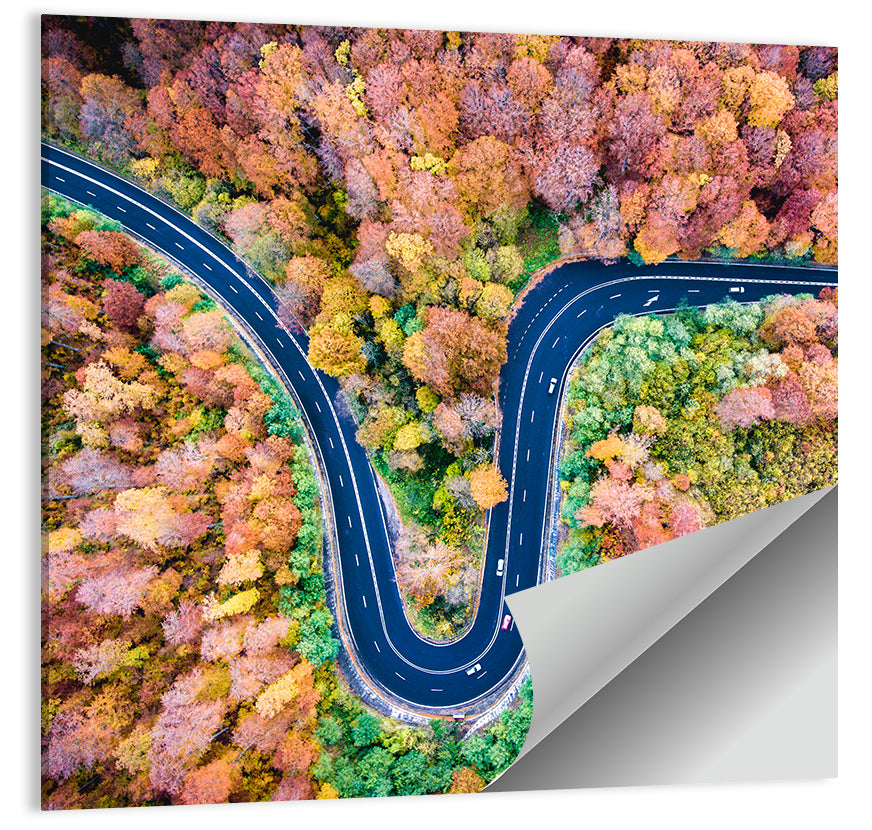 Winding Forest Road Wall Art