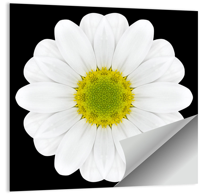 High Contrast Daisy Mandala Pattern Wall Art