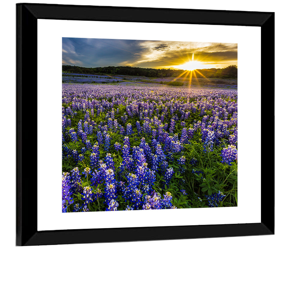 Texas Bluebonnet Field at Sunset Wall Art