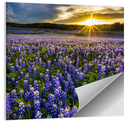 Texas Bluebonnet Field at Sunset Wall Art