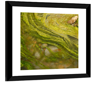 Macro Algae Stream Wall Art