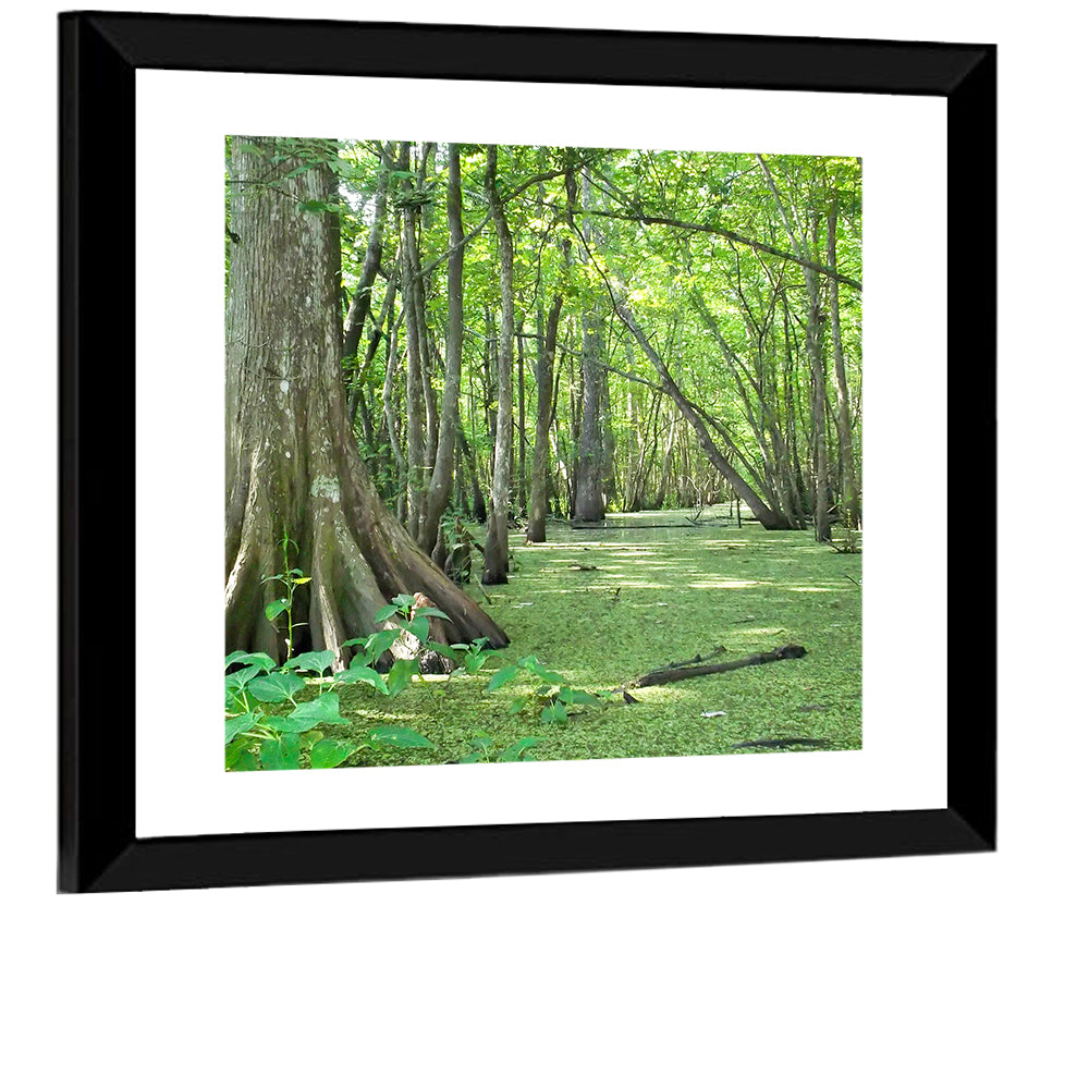 Summer Cypress Bayou, Louisiana Wall Art