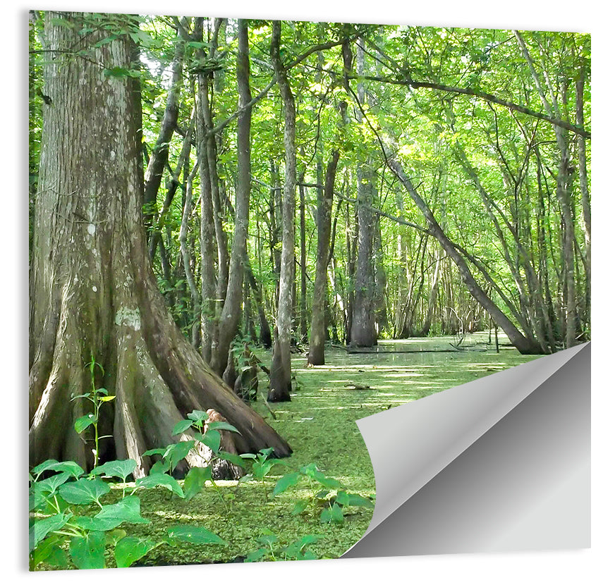 Summer Cypress Bayou, Louisiana Wall Art