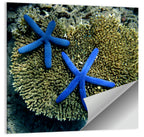 Blue Starfish Wall Art