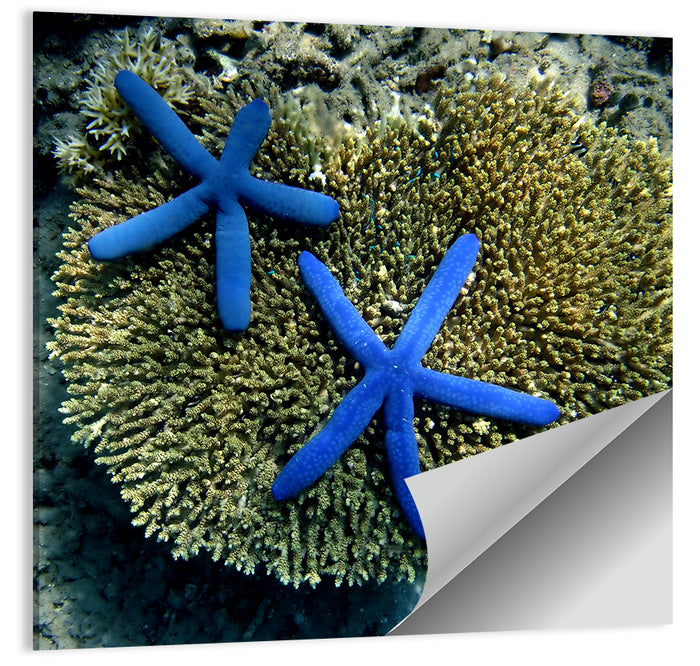 Blue Starfish Wall Art as a poster print