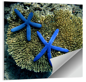 Blue Starfish Wall Art