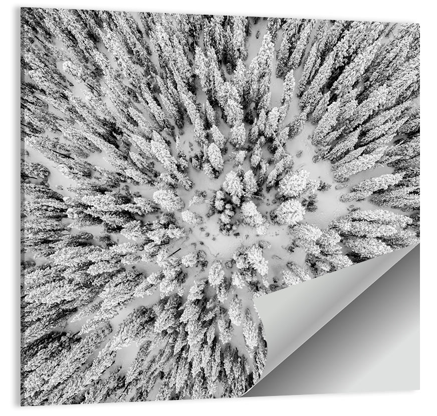 Snowy Aerial Forest Wall Art