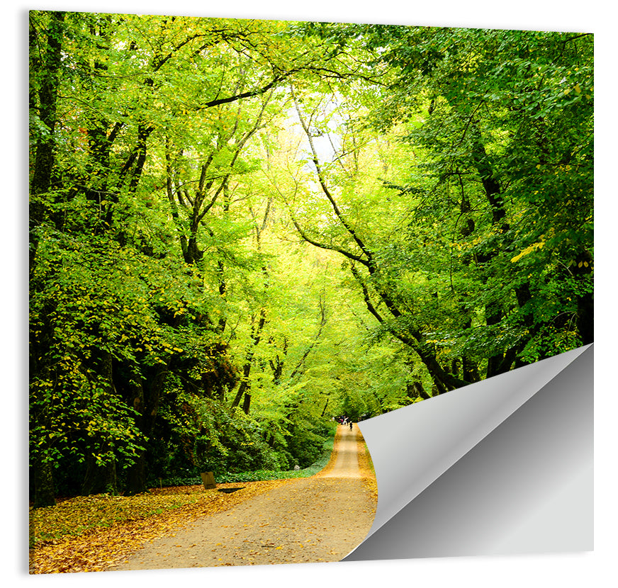 Sunlit Forest Pathway Wall Art