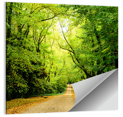 Sunlit Forest Pathway Wall Art