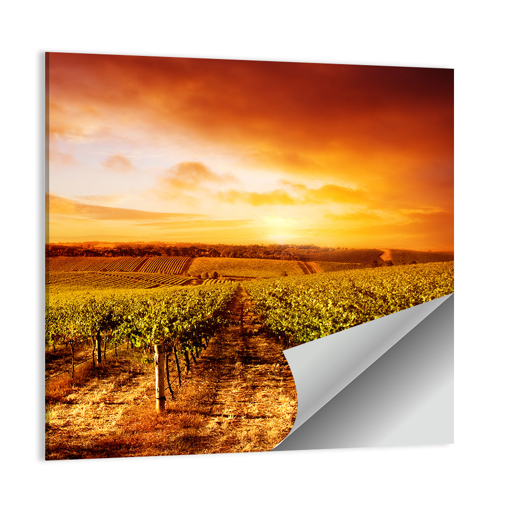 Australian Vineyard Sunset Wall Art