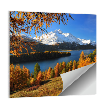 Silsersee Larches and Swiss Alps Wall Art