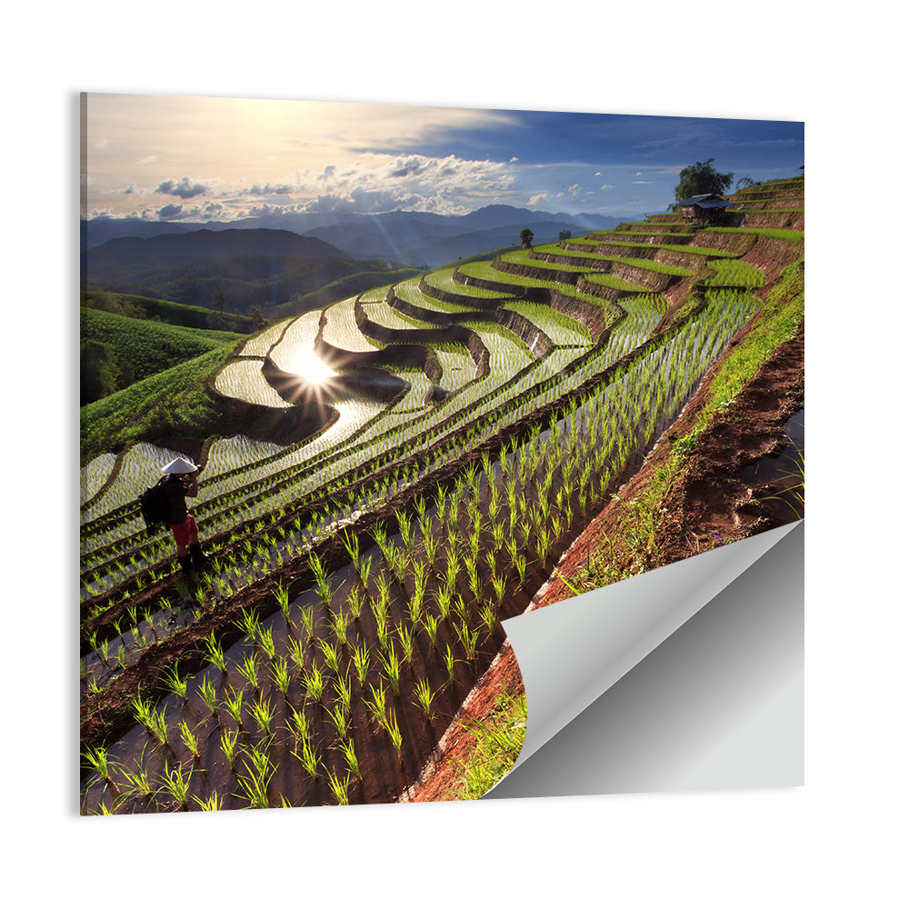 Chiang Mai Rice Terraces at Sunset Wall Art