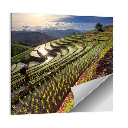 Chiang Mai Rice Terraces at Sunset Wall Art