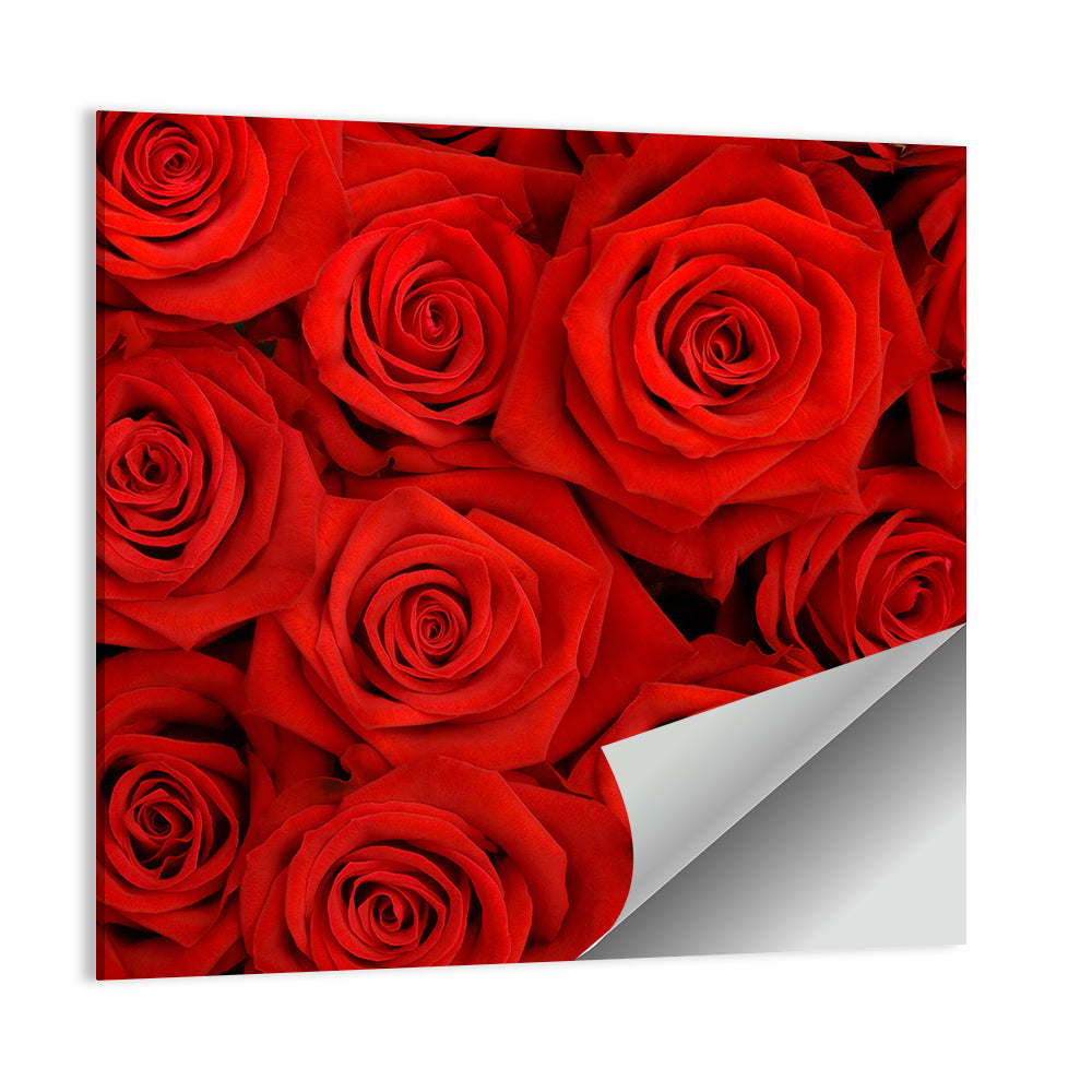 Red Roses Close Up Wall Art
