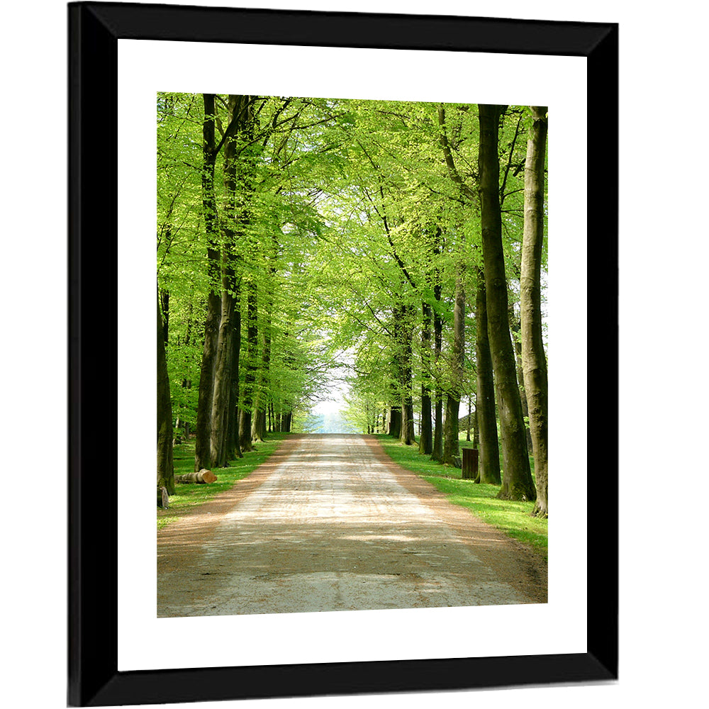 Sunlit Tree-lined Path Wall Art