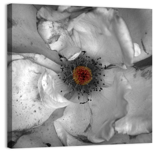 Rose Macro with Color Center Wall Art
