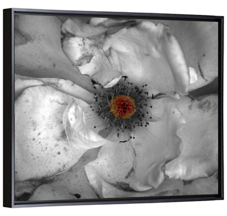 Rose Macro with Color Center Wall Art