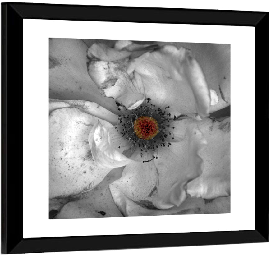 Rose Macro with Color Center Wall Art
