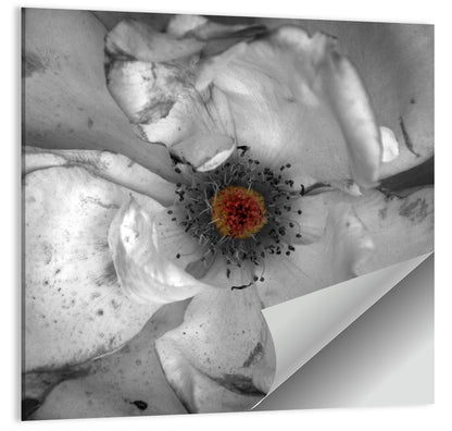 Rose Macro with Color Center Wall Art