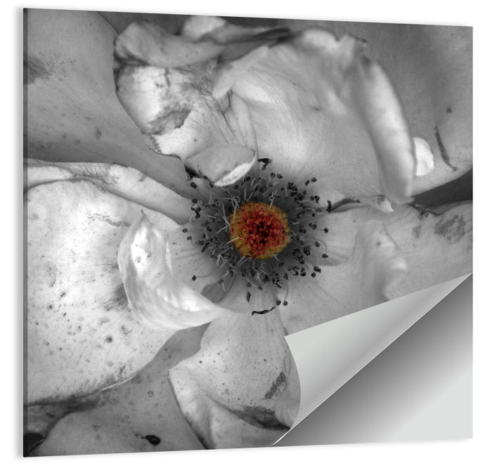 Rose Macro with Color Center Wall Art as a poster print